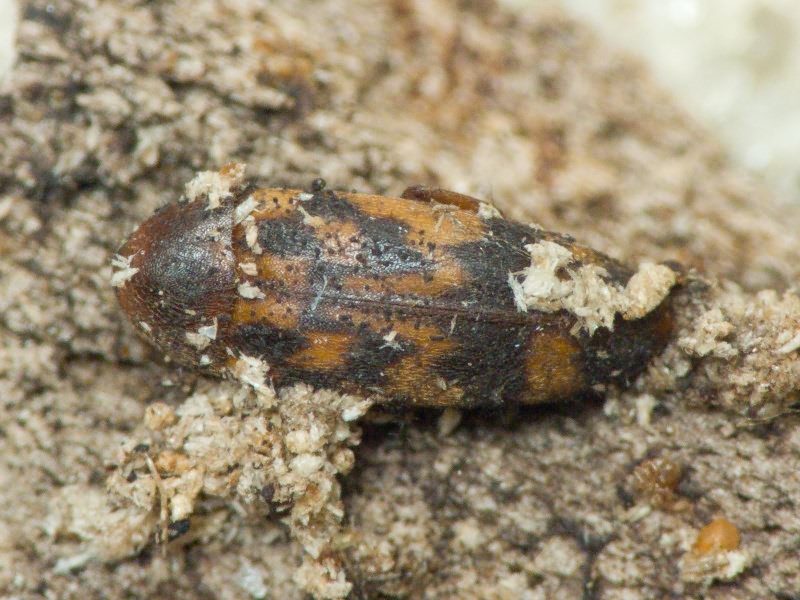 Orchesia undulata Kraatz, 1853